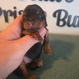Boy 2 - Black and tan male Yorkshire Terrier puppy in Clermont, Florida from Bella's Prissy Butts