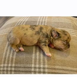SCGirl 1 - Brindle female Shih Tzu puppy in Meridian, Oklahoma from Crazy Love Kennels