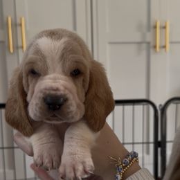 Enid - Red and white female Basset Hound puppy in Dalton, Georgia from Pride Rock Basset Hounds