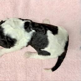 Willow - Parti female Poodle puppy in Meadowbrook, California from Standard Poodle Pups