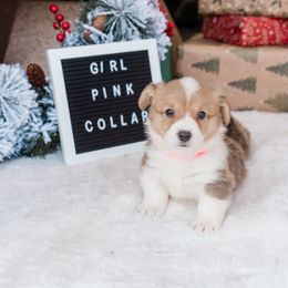 Cardigan Welsh Corgi and Pembroke Welsh Corgi Puppies from Corgi 4 Christ
