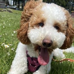 Goldendoodles and Poodles from Salt and Sage Doodles
