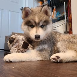 "Daddy" Siberian Husky Puppies from JK Huskies