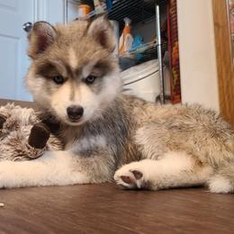 "Daddy" Siberian Husky Puppies from JK Huskies