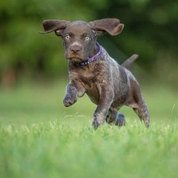 German Shorthaired Pointer and Vizsla Puppies from Nosam Kennels