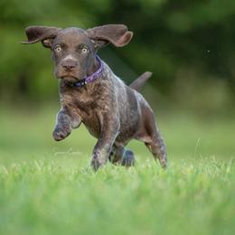 German Shorthaired Pointer and Vizsla Puppies from Nosam Kennels