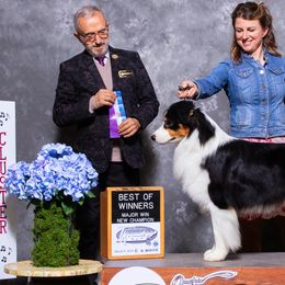 Australian Shepherds from Artistic Australian  Shepherds