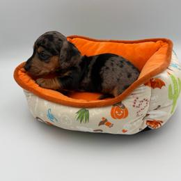 Blue Collar - Dapple male Dachshund puppy in Odessa, Texas from K9 Royal Club
