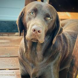 Bedre - Labrador Retriever