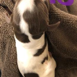 English Springer Spaniel Puppies from Daisyland Springer Spaniels