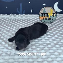Soot Sprite - Black & white female Australian Shepherd puppy in Tucson, Arizona from TTTNT Aussies
