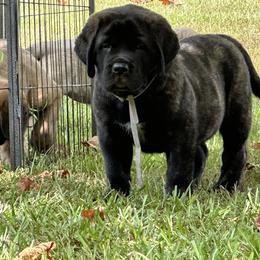 Mastiff Puppies from Beaver Creek Mastiffs