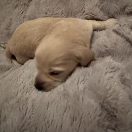 Olaf - Cream male Dachshund puppy in Summit, South Carolina from Doxies4Paws