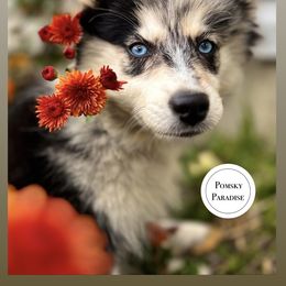 Pomsky Puppies from PomskyParadise