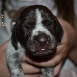 Girl 4-creme - Liver and white female German Shorthaired Pointer puppy in Riverdale, Michigan from Ninemire Farm