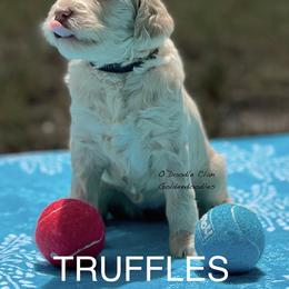 Goldendoodle Puppies from O’Doodle Clan Goldendoodles