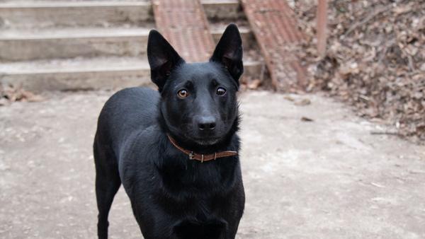 Find Black Norwegian Elkhound puppies for sale