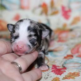Finn 4,300 - Merle male Chihuahua puppy in Cache, Oklahoma from Charming Lil Chihuahuas
