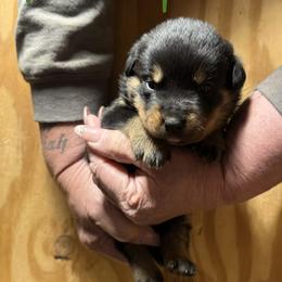 Girl 1 - Black and mahogany female Rottweiler puppy in Cartersville, Virginia from Vom Heldenhaft Rottweilers