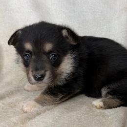 Wanda - Black and tan female American Corgi puppy in Grants Pass, Oregon from KnR Antler Dogs
