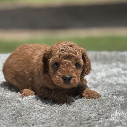 Boy 1 - Red male Cavapoo puppy in Cuero, Texas from Firestorm Kennel