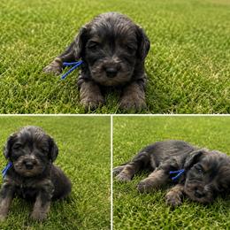 Aussiedoodle, Bernedoodle, Cavapoo, Goldendoodle, and Newfypoo Puppies from Haaspawz