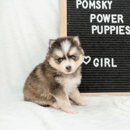 Oreo Pie - Wolf sable female Pomsky puppy in Spring City, Pennsylvania from Pomsky Power Puppies
