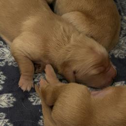 Male 4 - Golden male Golden Retriever puppy in Bonanza, Oregon from Gold 'N Dust Ranch