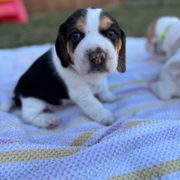 AKC Lynx - Black tan and white male Beagle puppy in Rogersville, Missouri from Hales Little Beagle Haven