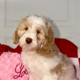 Ellen - female Australian Labradoodle puppy in Beecher, Illinois from Erica’s Doodles
