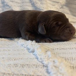 Jane - Chocolate female Labrador Retriever puppy in Lucasville, Ohio from Backwoods Labradors
