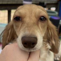 Dachshunds from Danford’s First Class Dachshunds