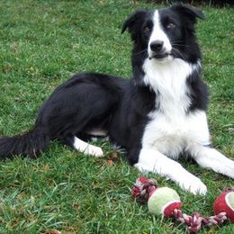 Border Collie and Mudi All Grown Up from Twisted Acres Border Collies and Mudi