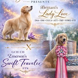 Golden Retriever puppies from Glimmer Goldens