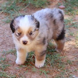 Toy Australian Shepherd Puppies from Mobley Ranch Toy Aussies