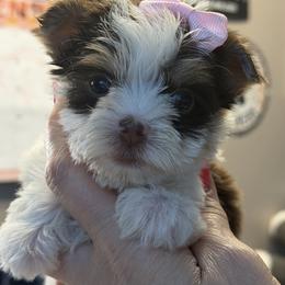Duchess - Chocolate female Morkie puppy in Florence, Kentucky from 4paws4ever by Design