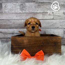 Tiger - Red  male Goldendoodle puppy in Utah County, Utah from Big Hearted Breeders