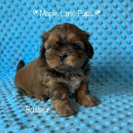 Buster - Red male Shih Tzu puppy in Marion, Michigan from Maple Lane Pups