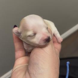 Tammi - White and tan female Morkie puppy in Winston Salem, North Carolina from Patty’s Paws