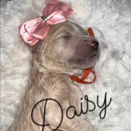 Daisy - Apricot female Poodle puppy in Prosperity, Pennsylvania from Stelladoodles & Company