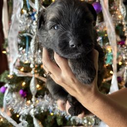 Boy 3 Lime Green - Brindle male Bouvier des Flandres puppy in Ashtabula, Ohio from Beulah Bouviers and Havanese