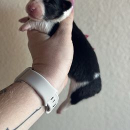 Georgia (missmark) - Black and tan female American Corgi puppy in East Oakdale, California from Rhettro Kennels