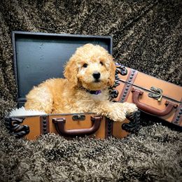 Goldendoodle Puppies from Ming’s Dynasty Doodles