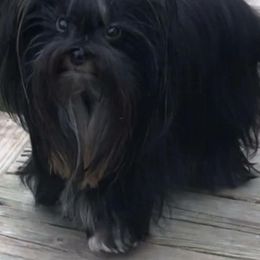 Yorkshire Terrier Puppies from Tinseltown Yorkies