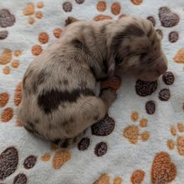 Maverick - Dapple male Dachshund puppy in Marshall, Texas from Wilson's Kennels