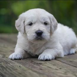 Layla - Light golden female Golden Retriever puppy in Saint Joe, Indiana from Golden Acres Farm
