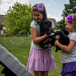 Border Collie, Golden Retriever, and Sporty Mix Puppies from Turbo Border Collies & Coltrievers