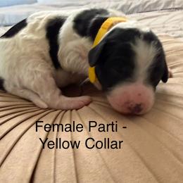 Maple - Parti female Poodle puppy in Pueblo West, Colorado from Little Paws Poodles