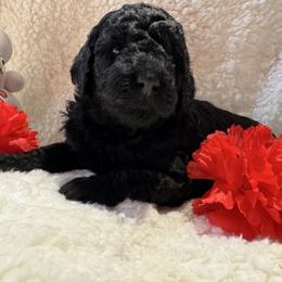 3rd Pick Male Puppy - Black male Poodle puppy in Canfield, Ohio from Poo's Doo's & Inu's