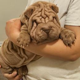 Rosco - Lilac dilute male Chinese Shar-Pei puppy in Bakersfield, California from Cashmerewrinkles